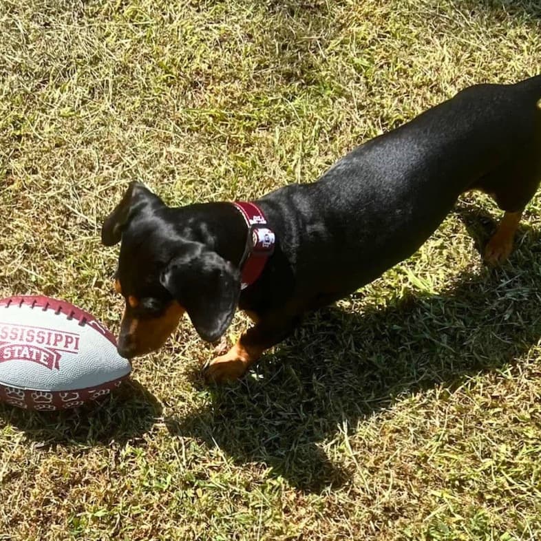 A black and tan dachshund dog standing outside in the sun staring down at a football in the grass.