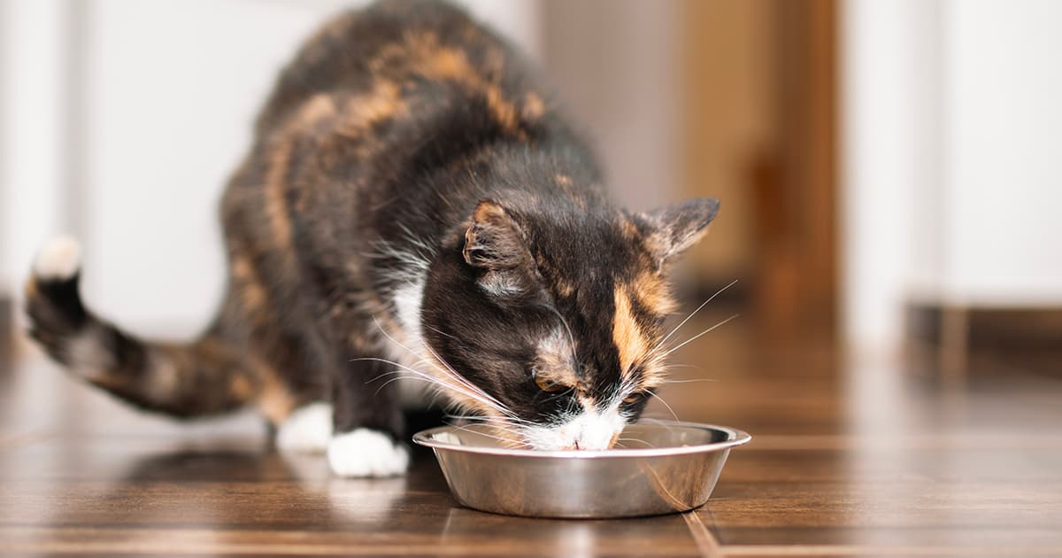 A brown and orange cat sitting on a wooden floor eating food from a metal bowl.