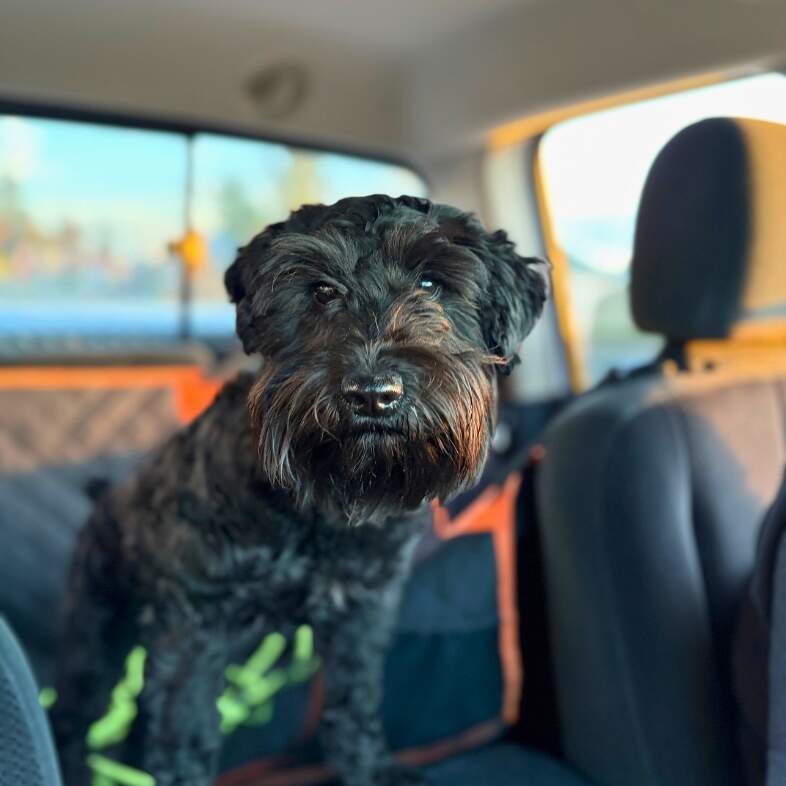 A close-up of a black miniature schnauzer dog standing in the backseat of a car.