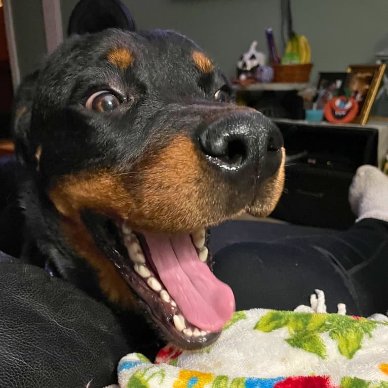 A close-up of a black and tan rottweiler dog with a big excited smile.