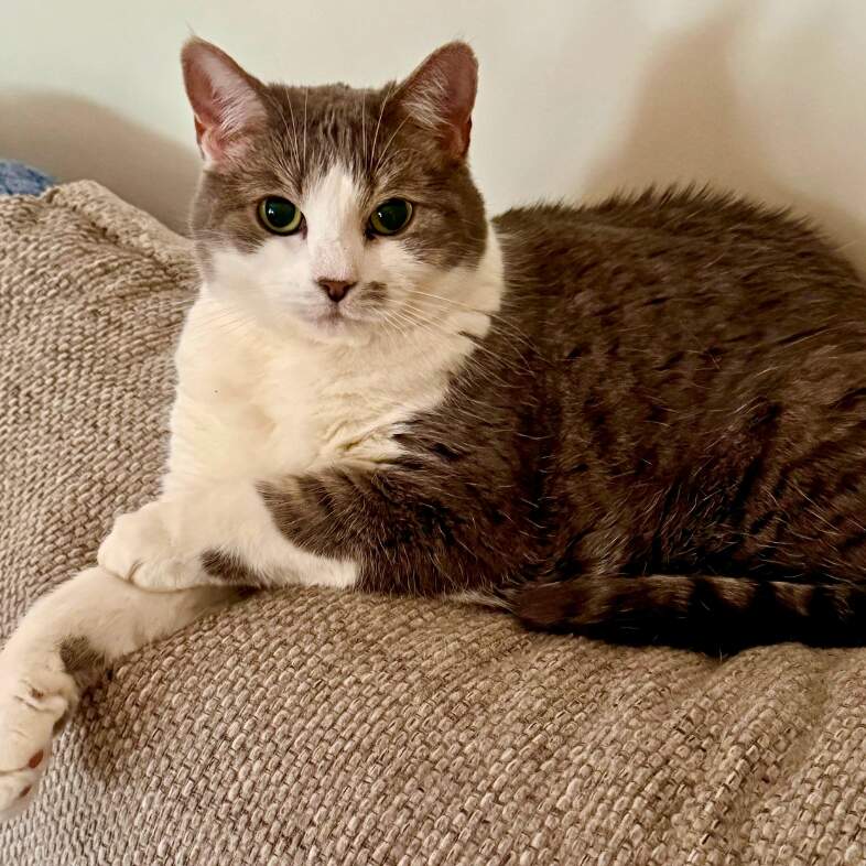 A close-up of a brown and white cat lying comfortably on a tan couch.