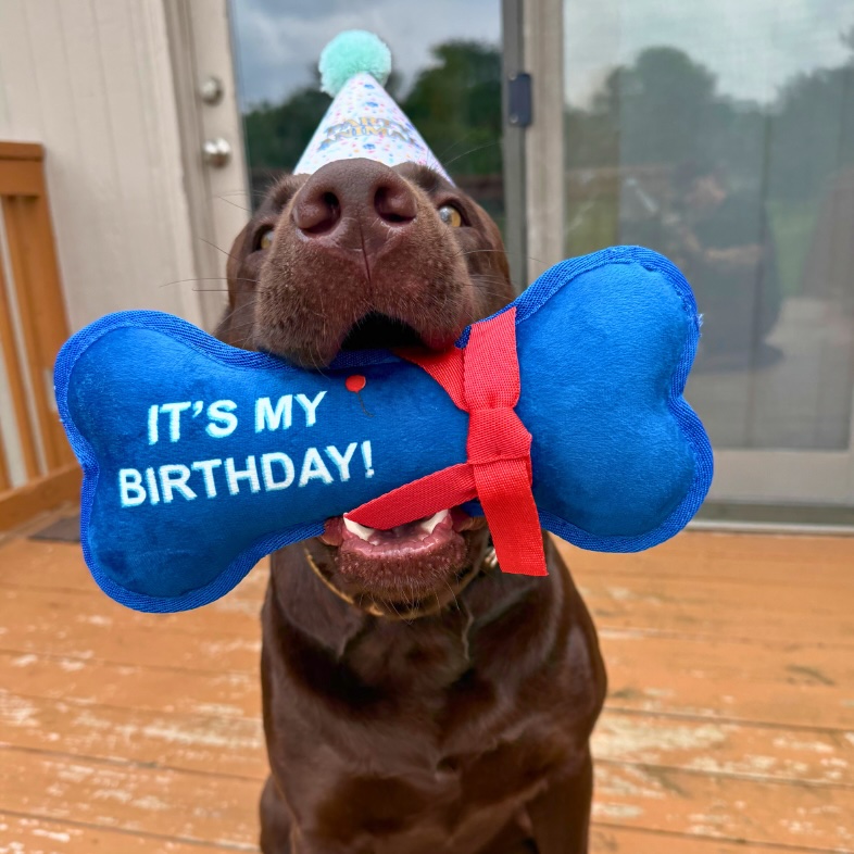 A close-up of a chocolate Labrador retriever wearing a party hat and holding a blue plush toy shaped like a dog bone that says, 'It's My Birthday'.