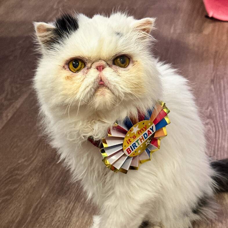 A close-up of a fluffy white Persian cat wearing a colorful 'it's my birthday' rosette pin.
