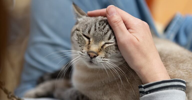 A close-up of a hand gently stroking the head of a light gray tabby cat sitting in a person's lap.