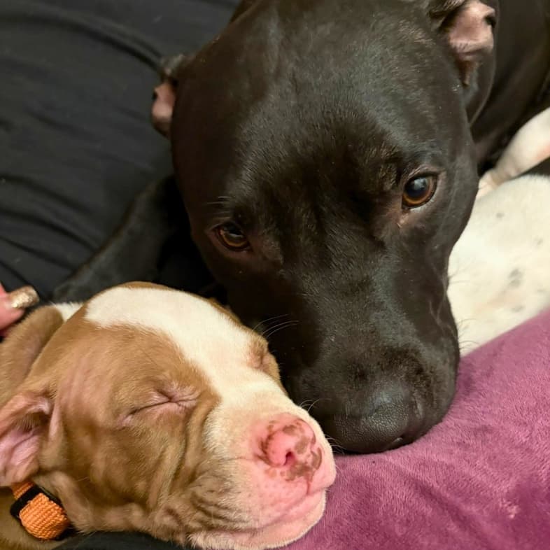 A close-up of a large black dog gently resting its head next to a sleeping brown and white puppy.