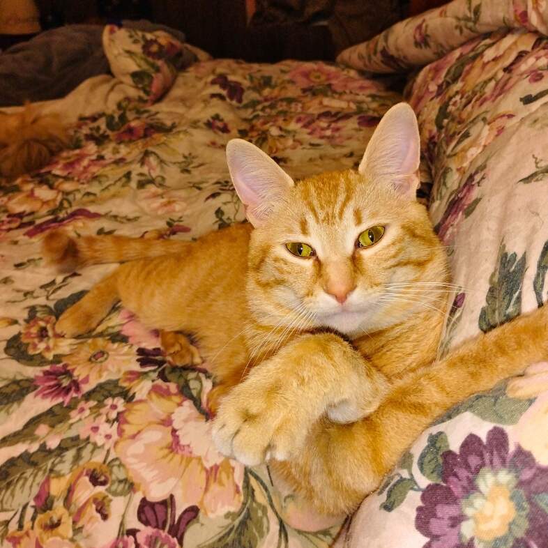 A close-up of an orange tabby cat with yellow eyes lying comfortably on flower-patterned bed.