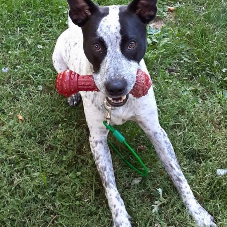 A close-up of a white and black dog sitting outside in green grass while holding a red chew toy in its mouth.