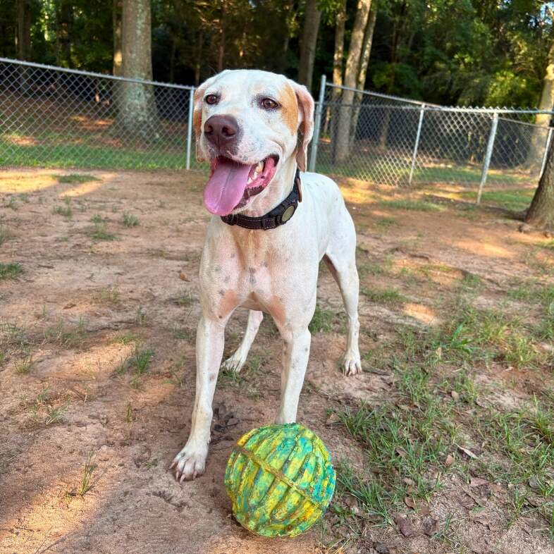 A close-up of a white and tan dog smiling outside in a backyard with a green ball at its feet.