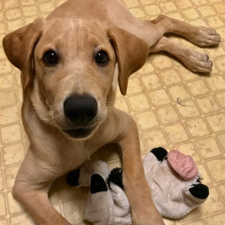 A close-up of a young yellow Labrador retriever puppy lying on a kitchen floor with a cow plushy dog toy between its two front paws.