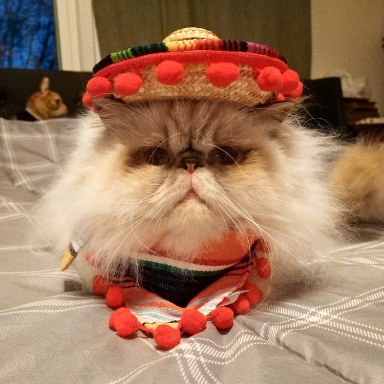 A fluffy, long-haired Himalayan cat wearing a straw sombrero with red pom-poms and a matching colorful bandana while lying on a bed.