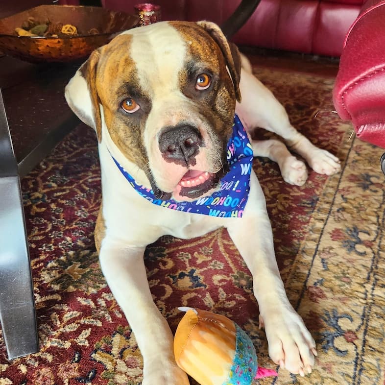 A large, brown and white American bulldog wearing a festive blue bandana while lying on a patterned rug with a plush toy between its two front paws.