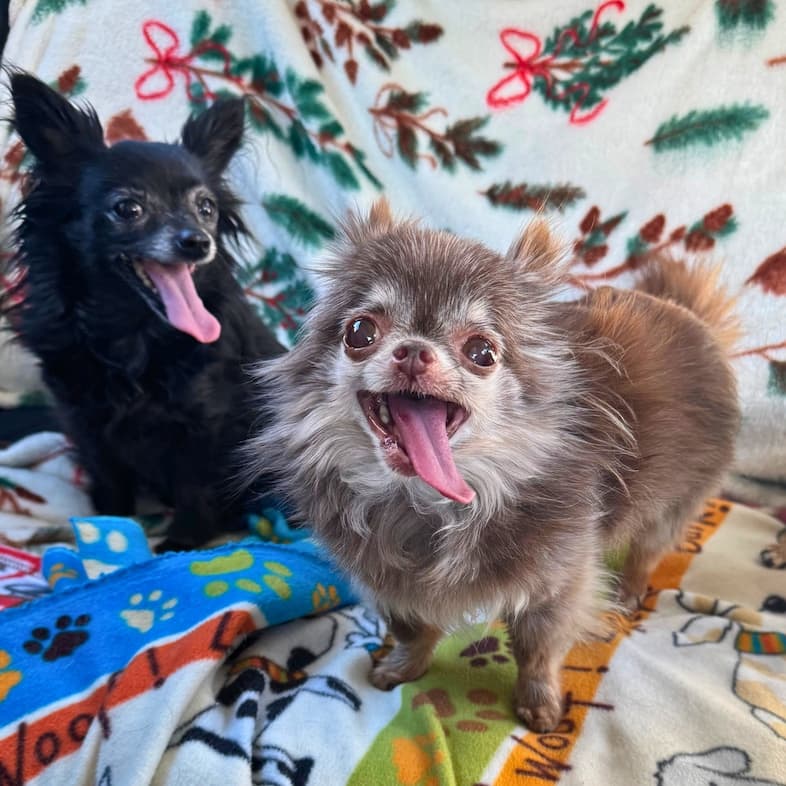A long-haired, light brown Chihuahua smiling with its tongue out while standing next to a black long-haired Chihuahua also smiling with its tongue out.