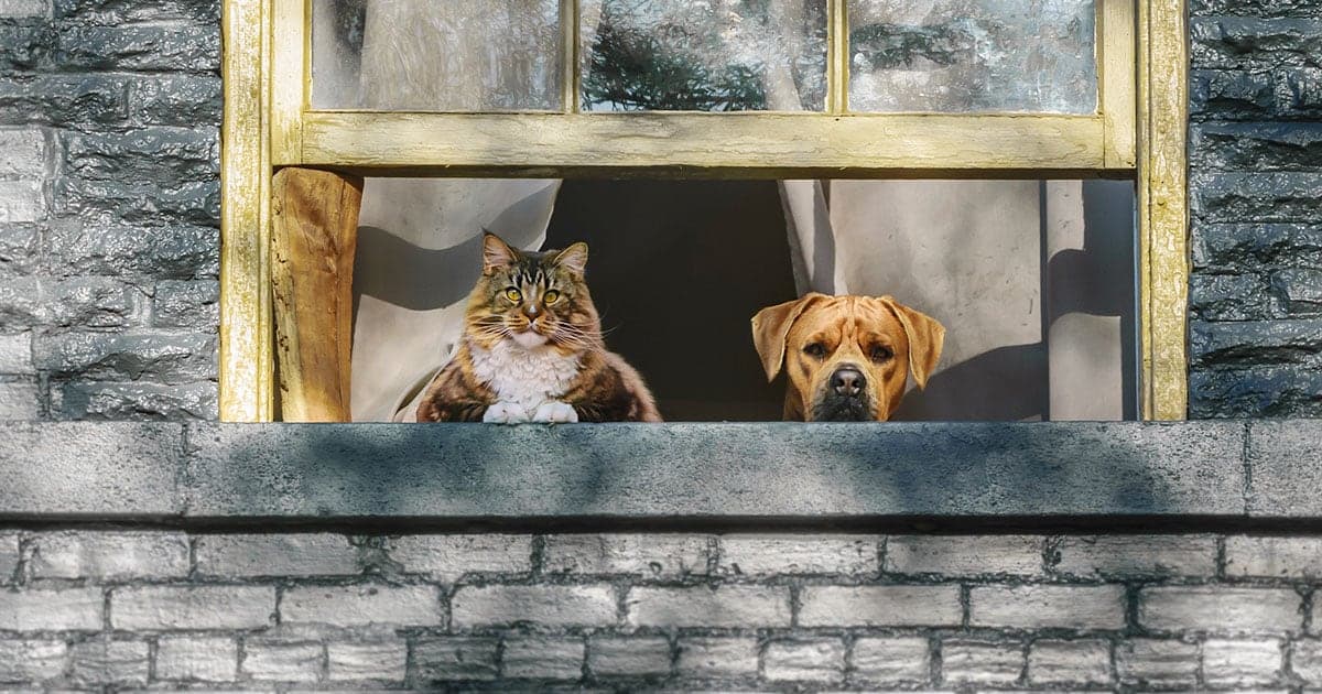 A long-haired cat and a brown dog sitting side by side while looking out an open window of a home.
