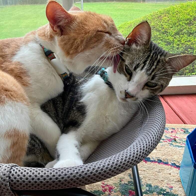 An orange and white domestic shorthair cat gently licking the head of a white and black domestic shorthair cat while both cats rest in a pet bed.