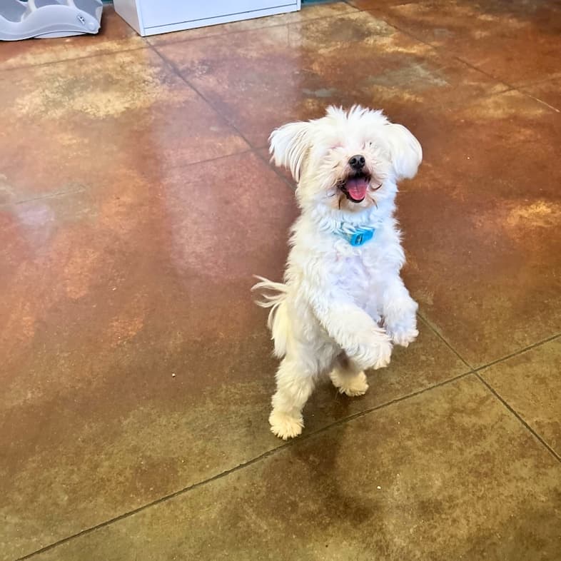 A small white maltese dog dancing excitedly on its back two legs on a brown-tiled floor.