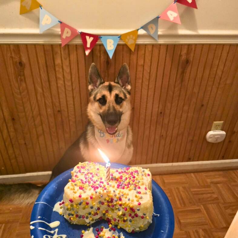 A smiling German shepherd dog sitting underneath a 'Happy Birthday' sign while staring at a white cake with sprinkles and a candle on it.