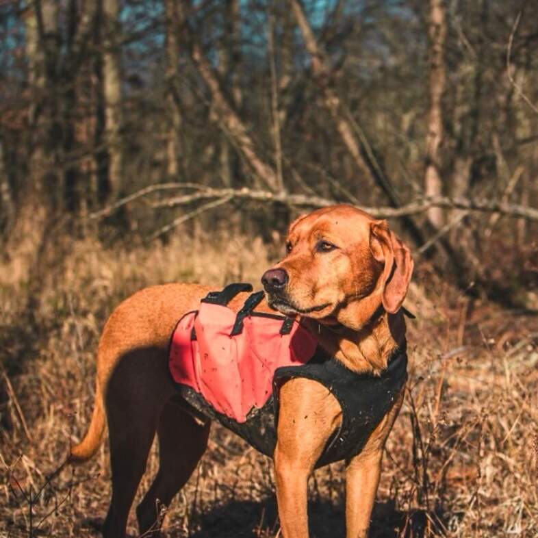 A tan dog standing in the woods while wearing a black and red hunting vest.