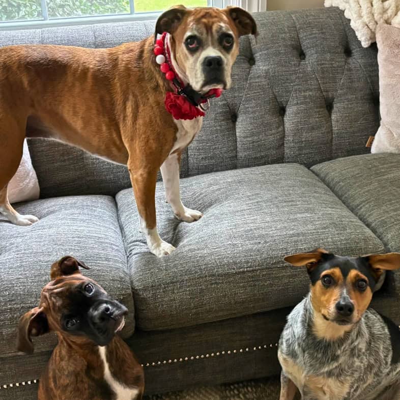 Three dogs posing together near a gray tufted couch in a living room.