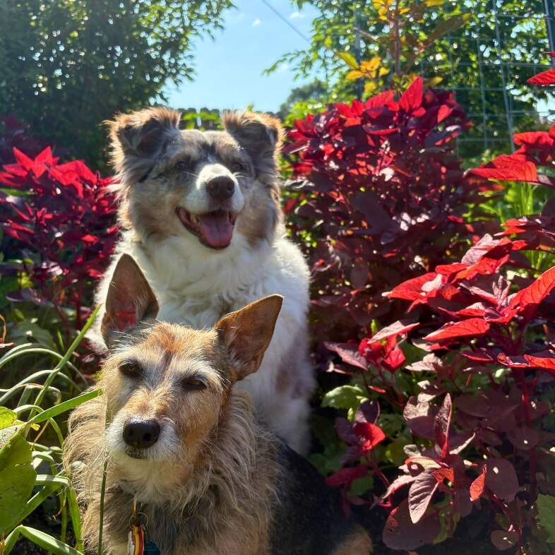 Two happy dogs sitting together outside on a sunny day surrounded by vibrant red foliage.