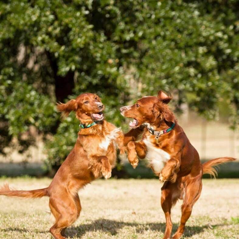 Two Irish setters playfully jumping and wrestling together outside in a grassy field on a sunny day.