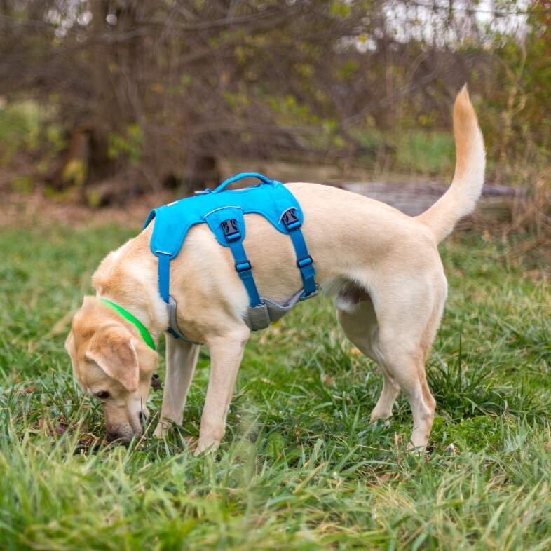 A yellow Labrador retriever wearing a bright blue vest while sniffing through green grass and dirt.