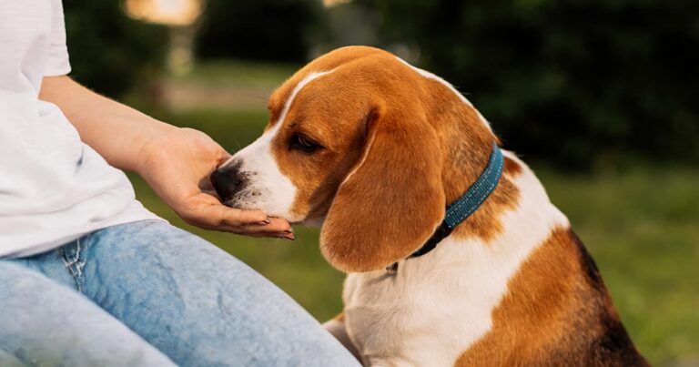 A beagle gently sniffing someone’s open hand.