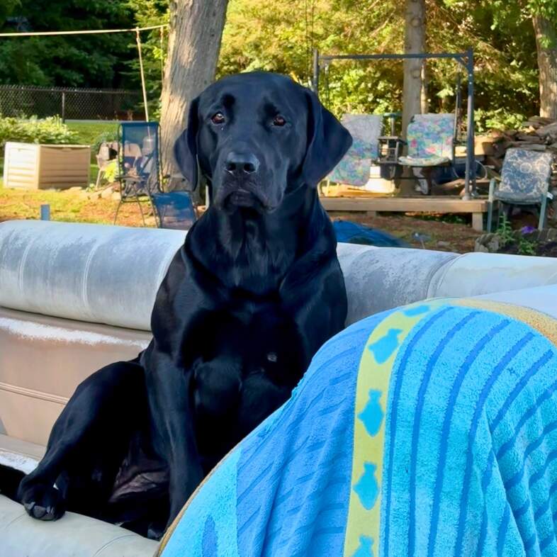 A black Labrador retriever sitting calmly on a boat on a sunny day.