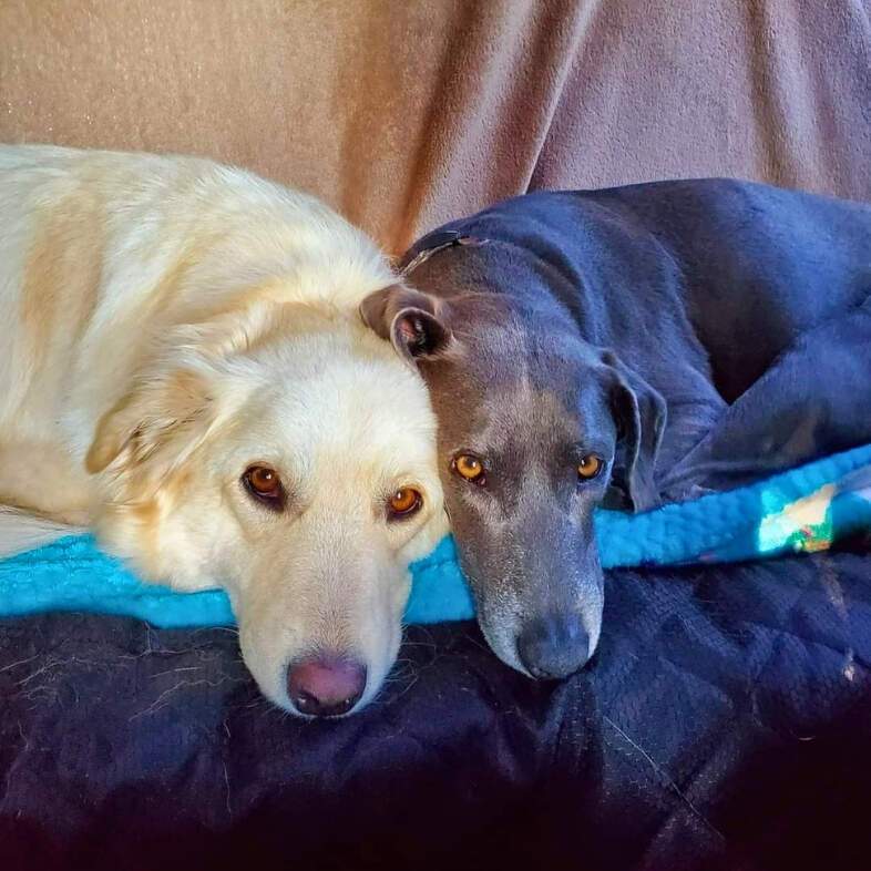 A blonde dog cuddling up next to a gray shorthaired dog on a blue blanket.