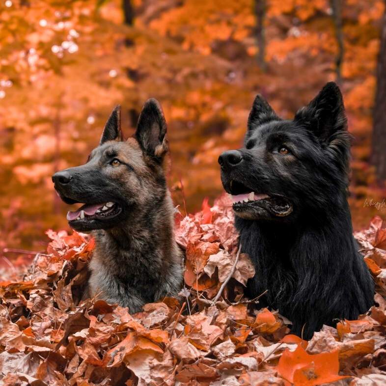 A brown and black Belgian malinois dog sitting next to a black German shepherd dog in a deep pile of orange autumn leaves with vibrant fall foliage in the background.