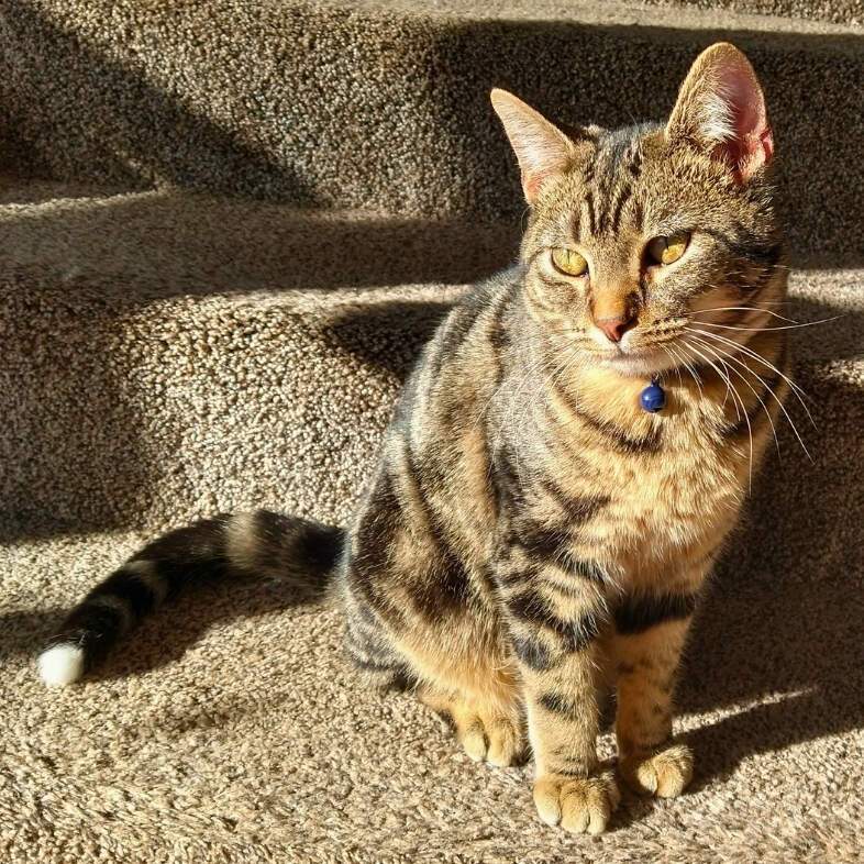 A brown and black-striped domestic shorthair cat sitting in warm sunlight on carpeted stairs.