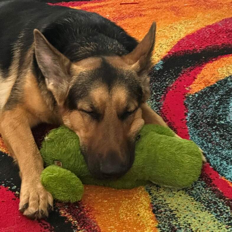 A close-up of a black and tan German shepherd dog sleeping comfortably on a colorful blanket.
