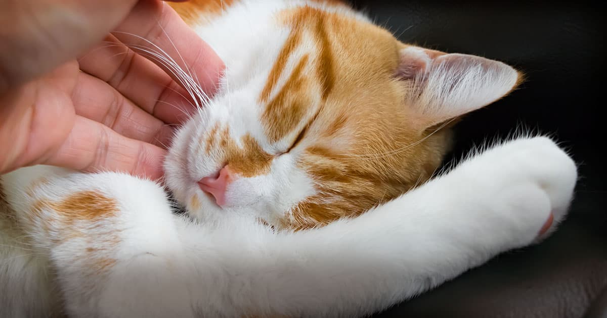 A close-up of an orange and white tabby cat with a hand gently scratching under its chin.