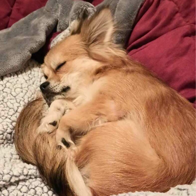 A close-up of a small tan dog sleeping curled up in a ball on soft blankets.