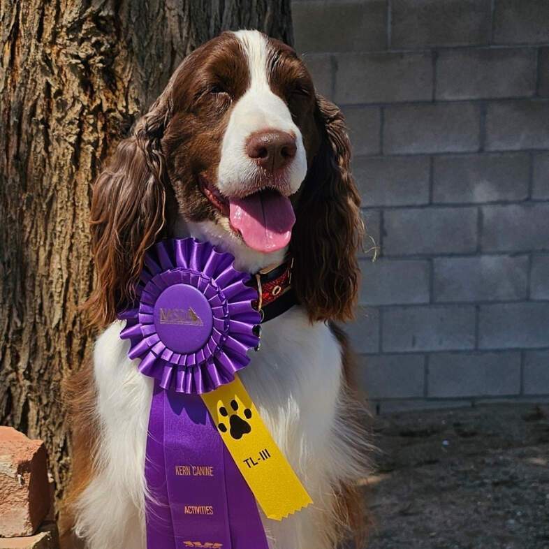 A close-up of a white and brown English springer spaniel smiling while wearing a large purple ribbon award.
