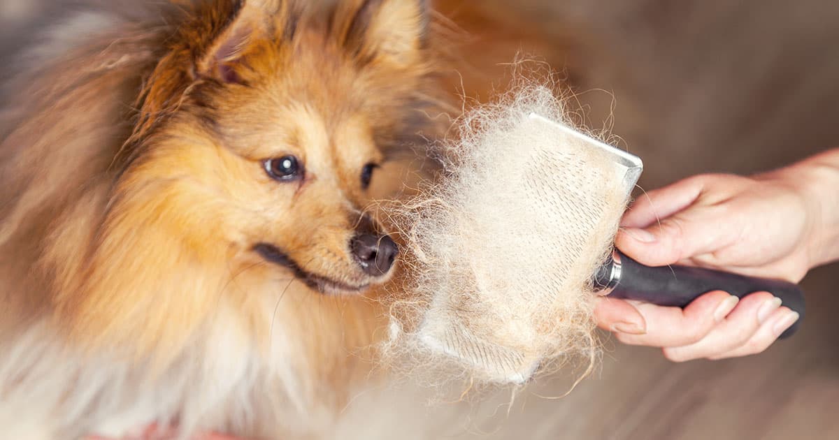 A fluffy tan and white dog looking at a hand holding a pet grooming brush covered in loose fur.