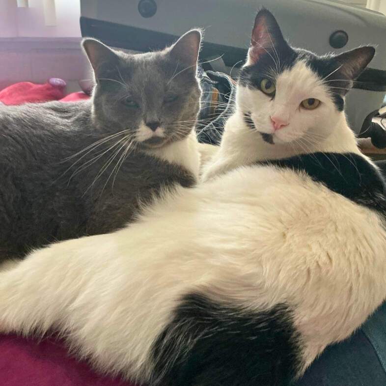A gray cat and a black and white cat cuddling together on a bed.