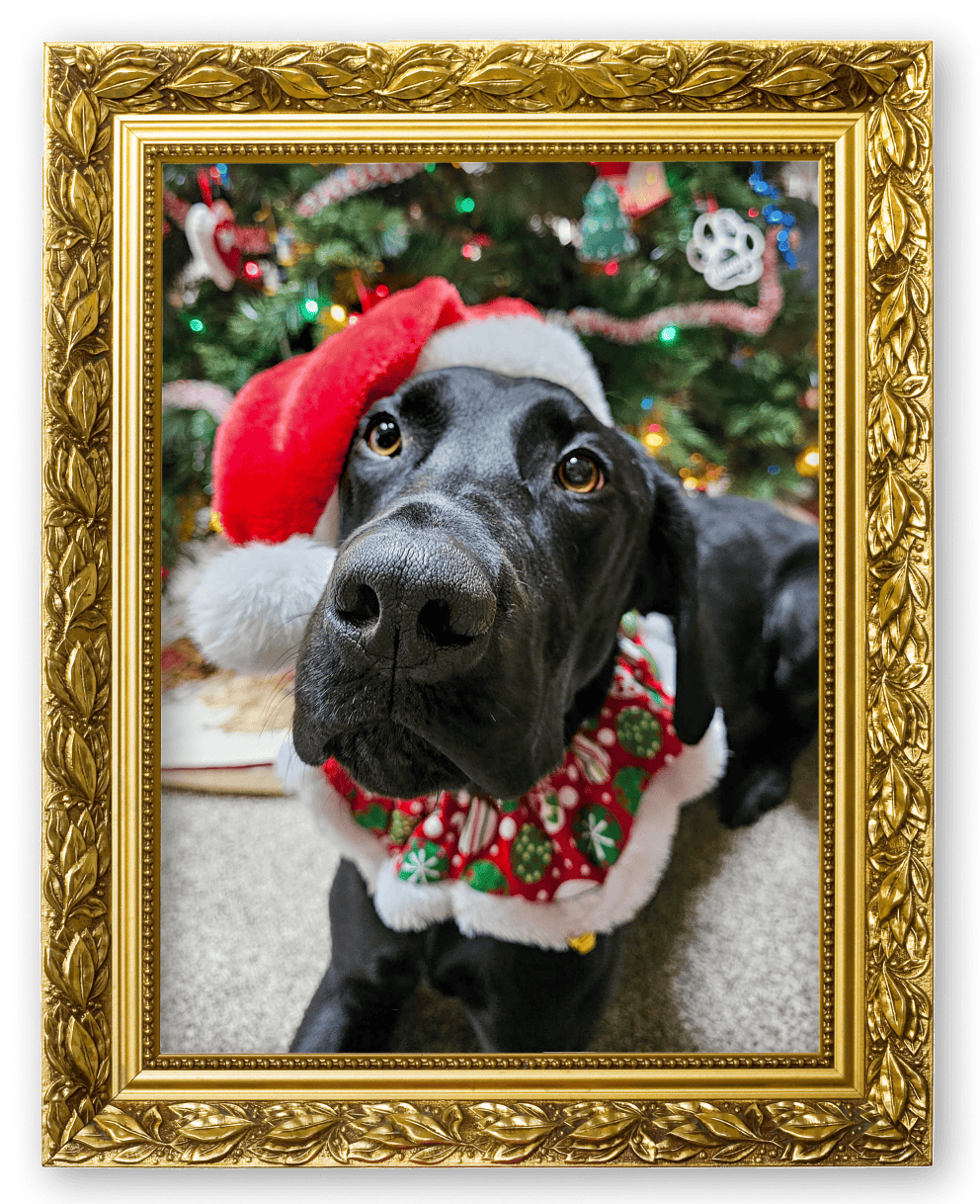 An ornate gold-framed photo of a black dog wearing a Santa hat lying in front of a Christmas tree.