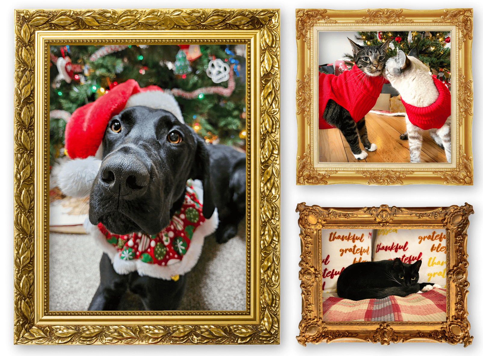 Three ornate gold-framed photos of a black dog wearing a Santa hat, two cats in red sweaters cuddling near a Christmas tree, and a black cat lounging in front of holiday-themed pillows.