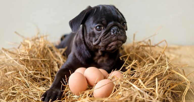 A small black pug puppy sitting in a nest of straw with six brown eggs between its two front paws.
