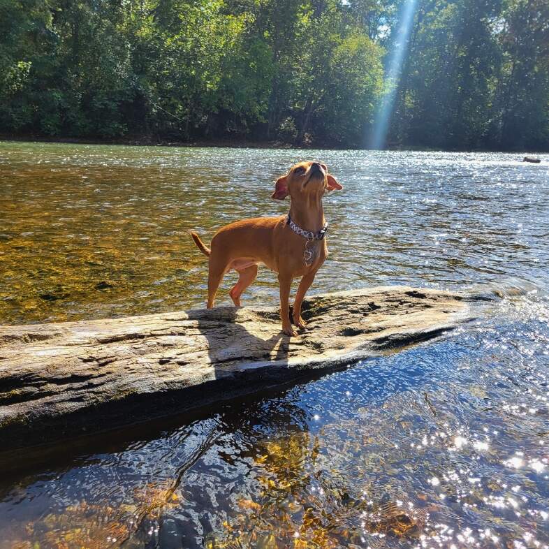 A small tan Chihuahua dog standing proudly on a log in a shallow river on a sunny day.