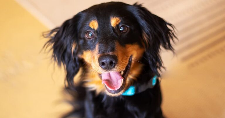 A close-up of a happy black and tan long-haired dachshund