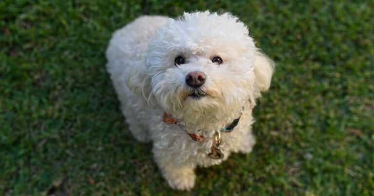 A close-up of a small white bichon frise dog looking up while sitting on green grass.