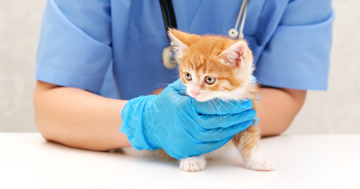 A small ginger and white kitten being held on a white table by a veterinarian wearing blue scrubs and gloves.