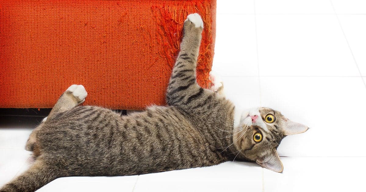 A tan and gray tabby cat lying on its back on a white floor clawing the frayed side of an orange sofa.